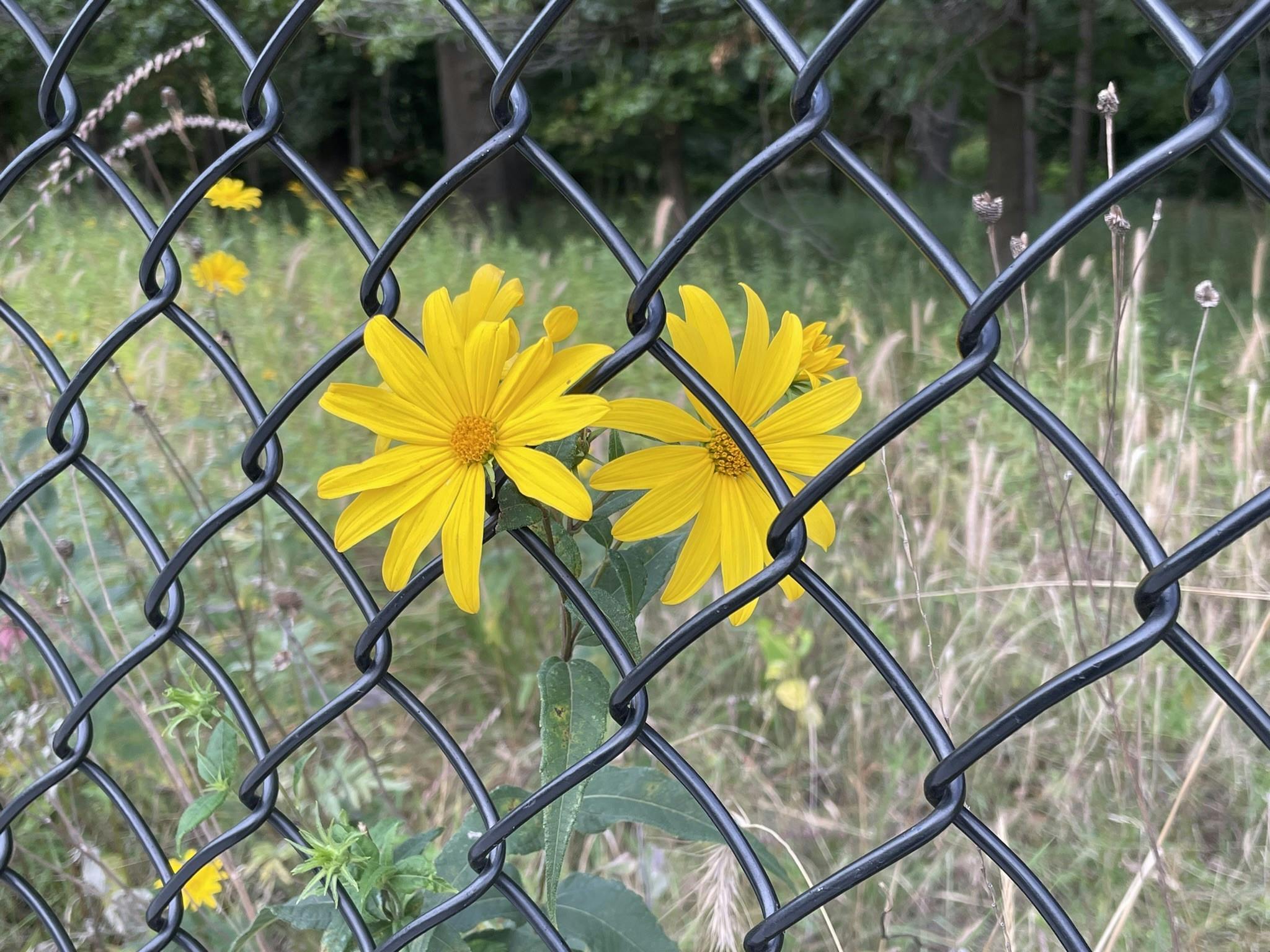 user avatar image for SFink