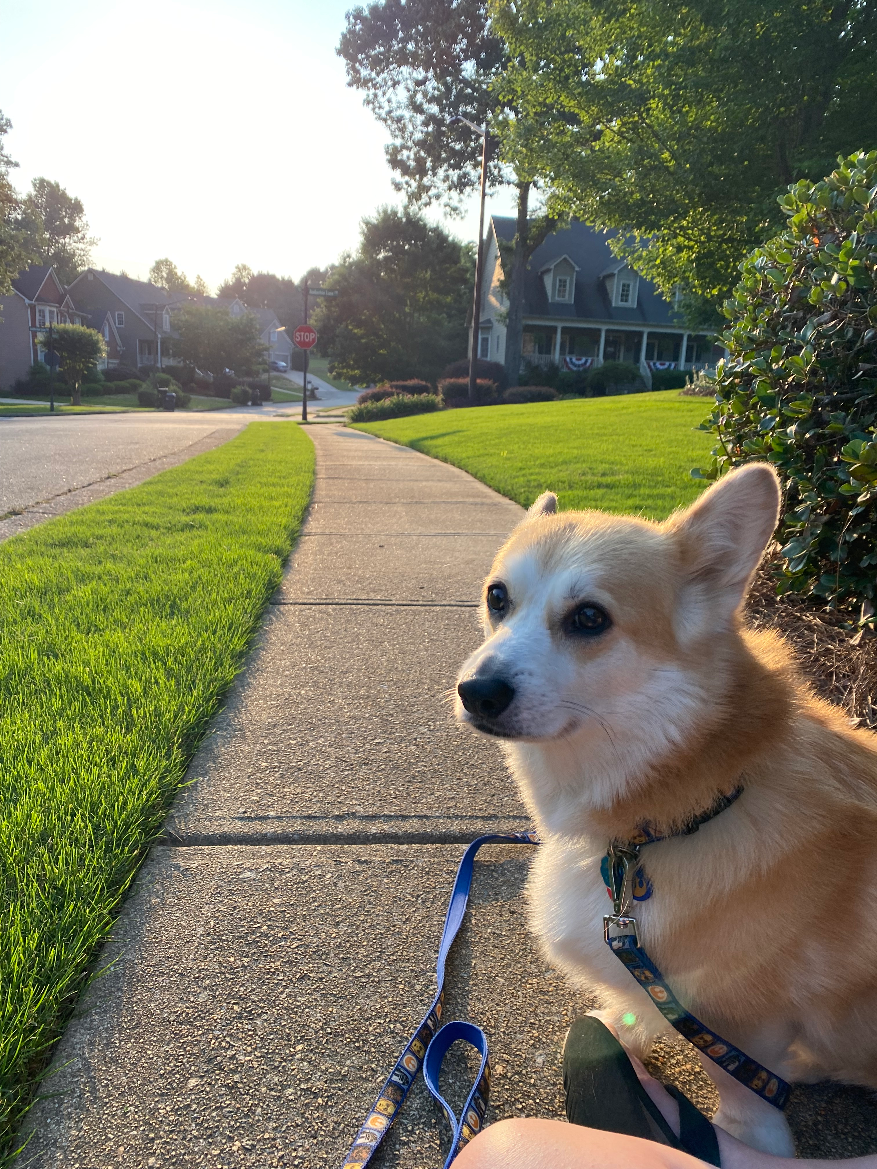 user avatar image for Yasameen Smale