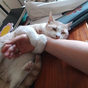 photograph of Kel's arm being aggressively hugged and mildly bitten by a pale orange feline devil
