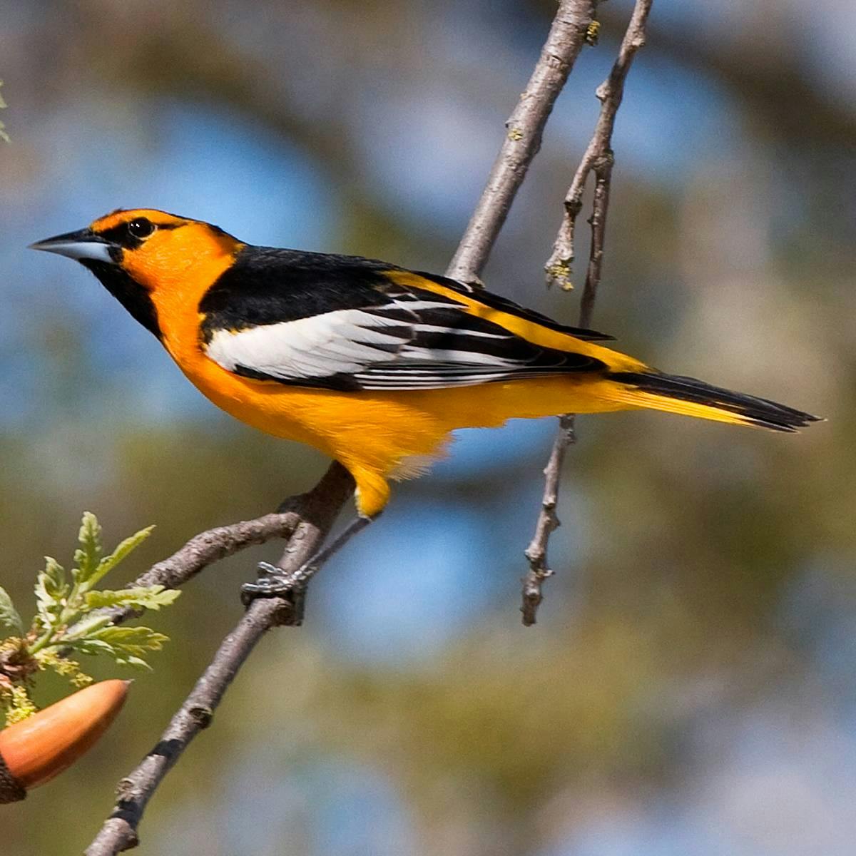 Bullock's Oriole