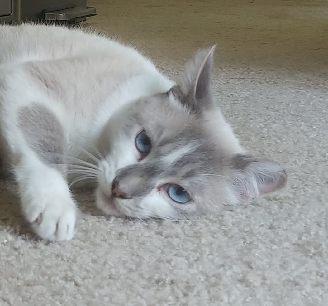 user avatar image for Tyler F