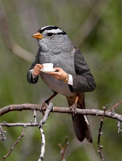 user avatar image for Dan Birb