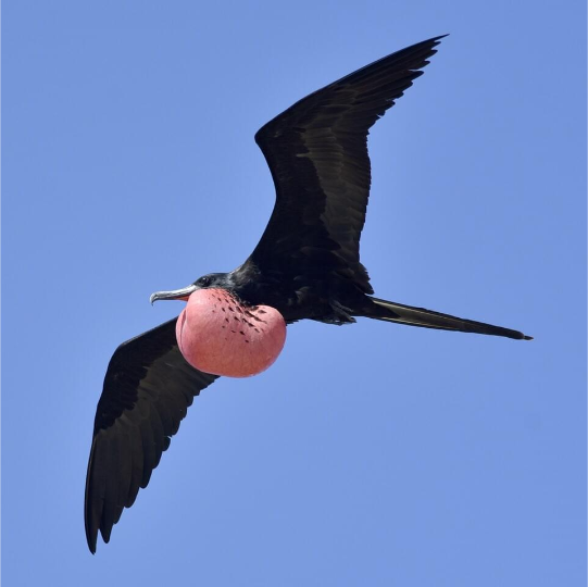 Magnificent Frigatebird