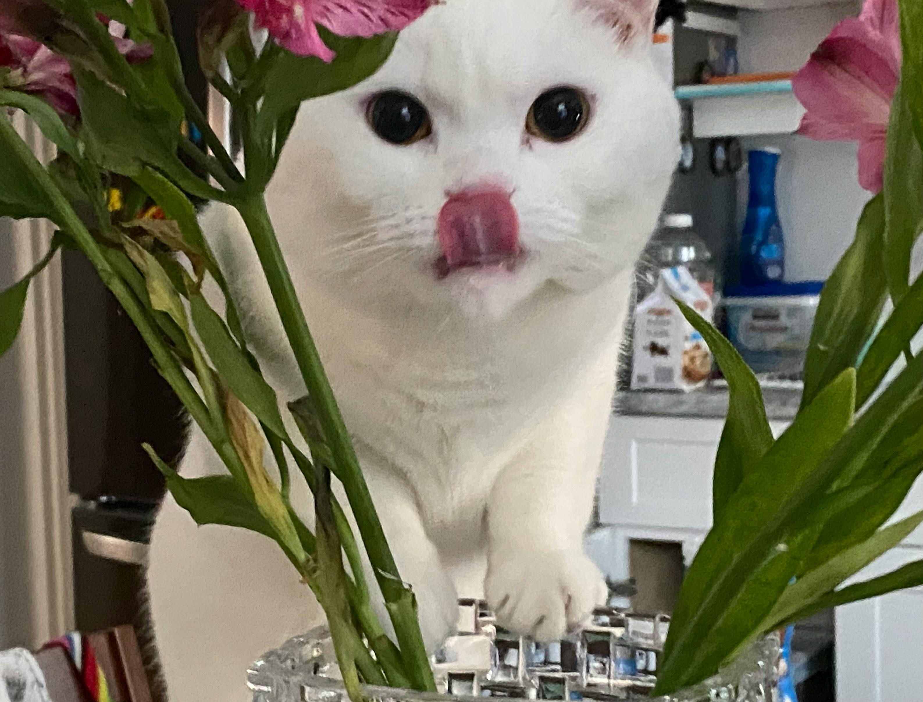 user avatar image for Microwaved Egg