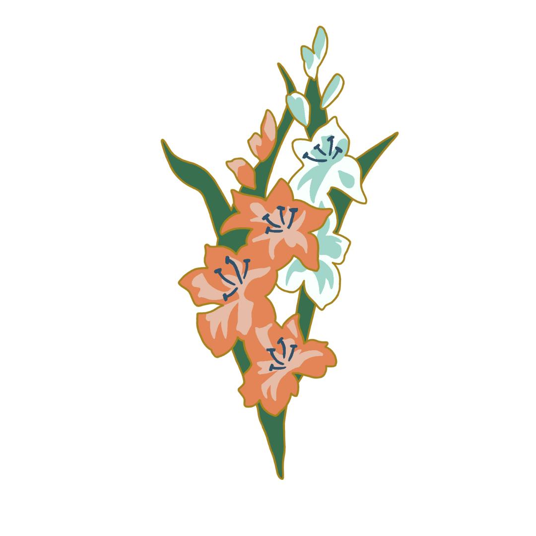 Gladiolus 