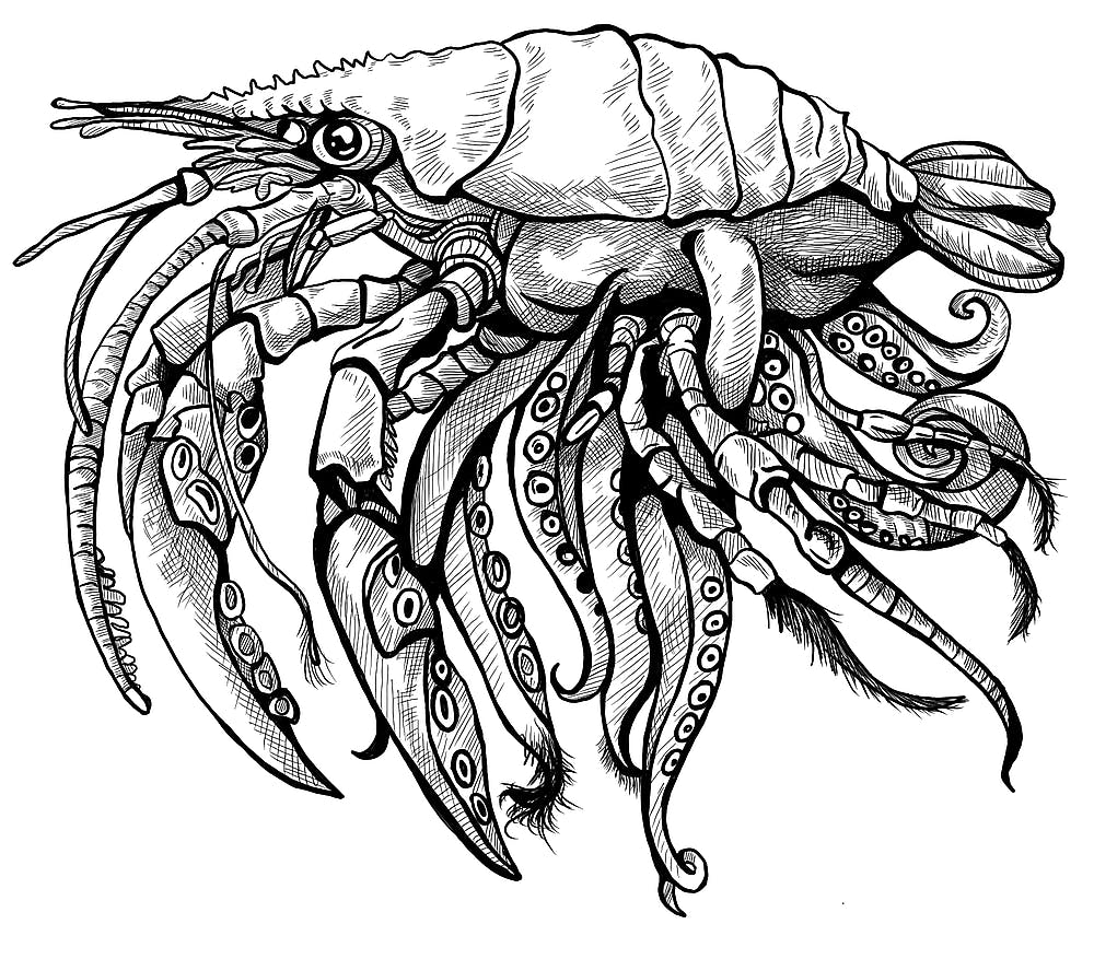 Crabsquid