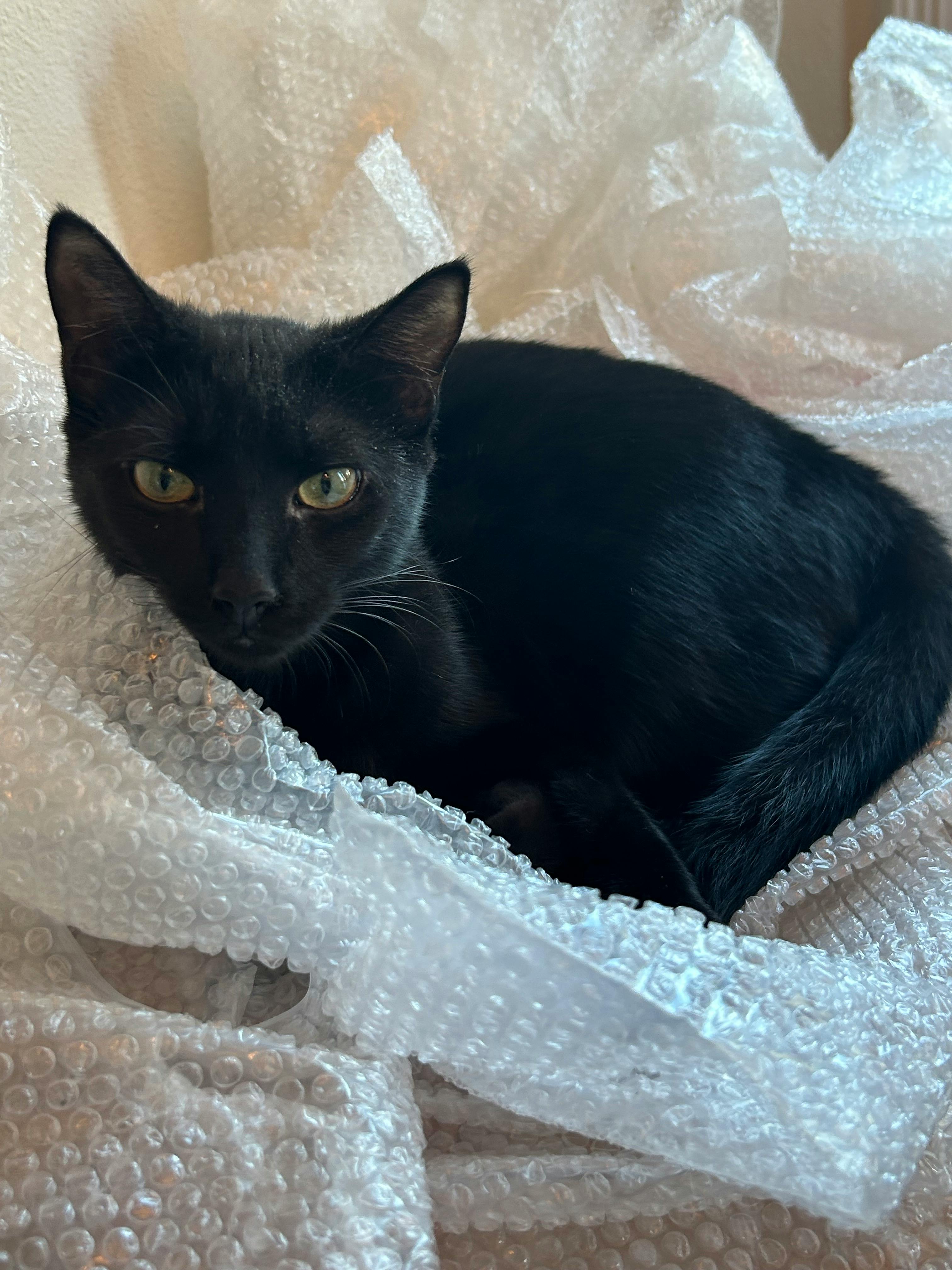 user avatar image for Selene LaBrocca