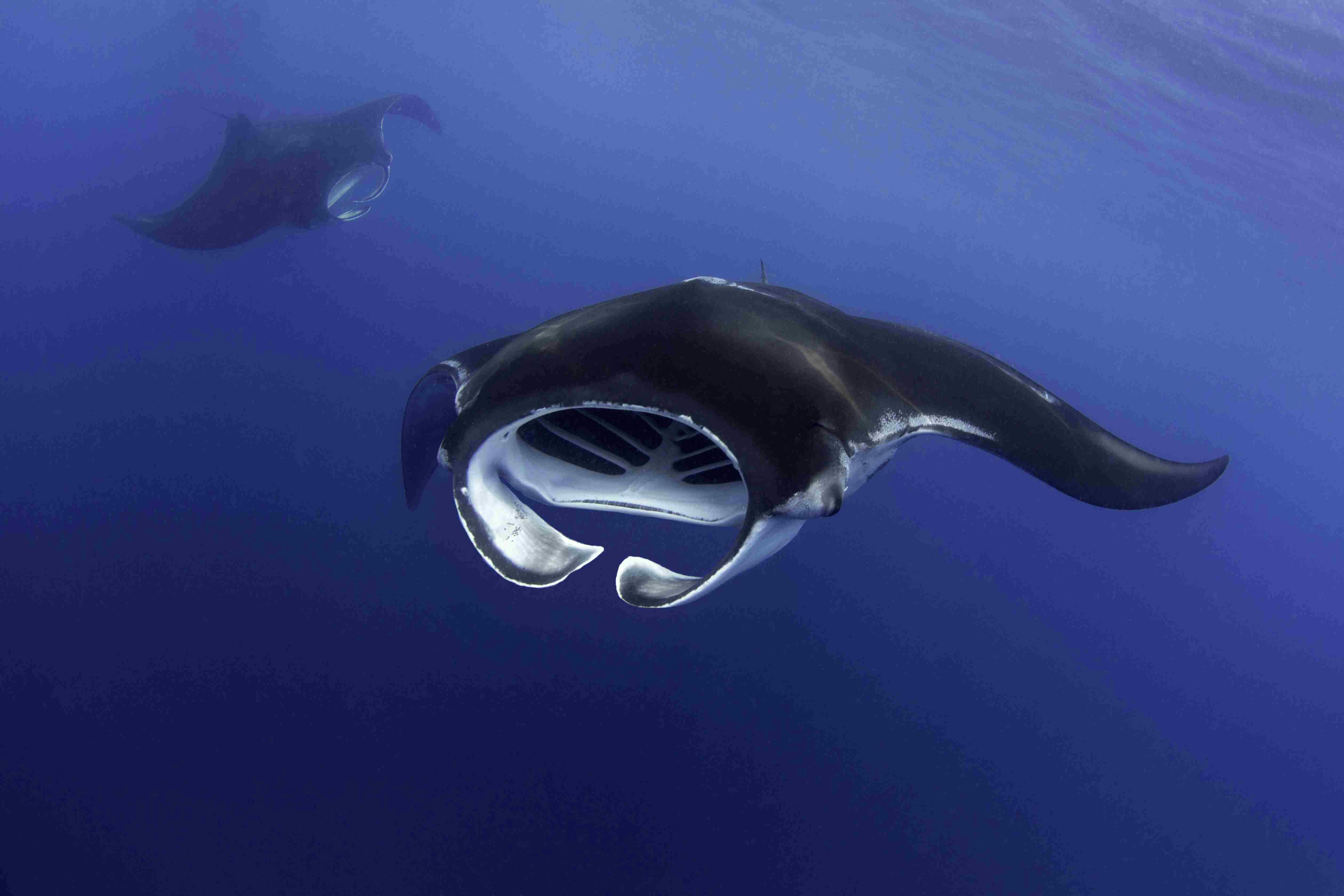 Manta Ray