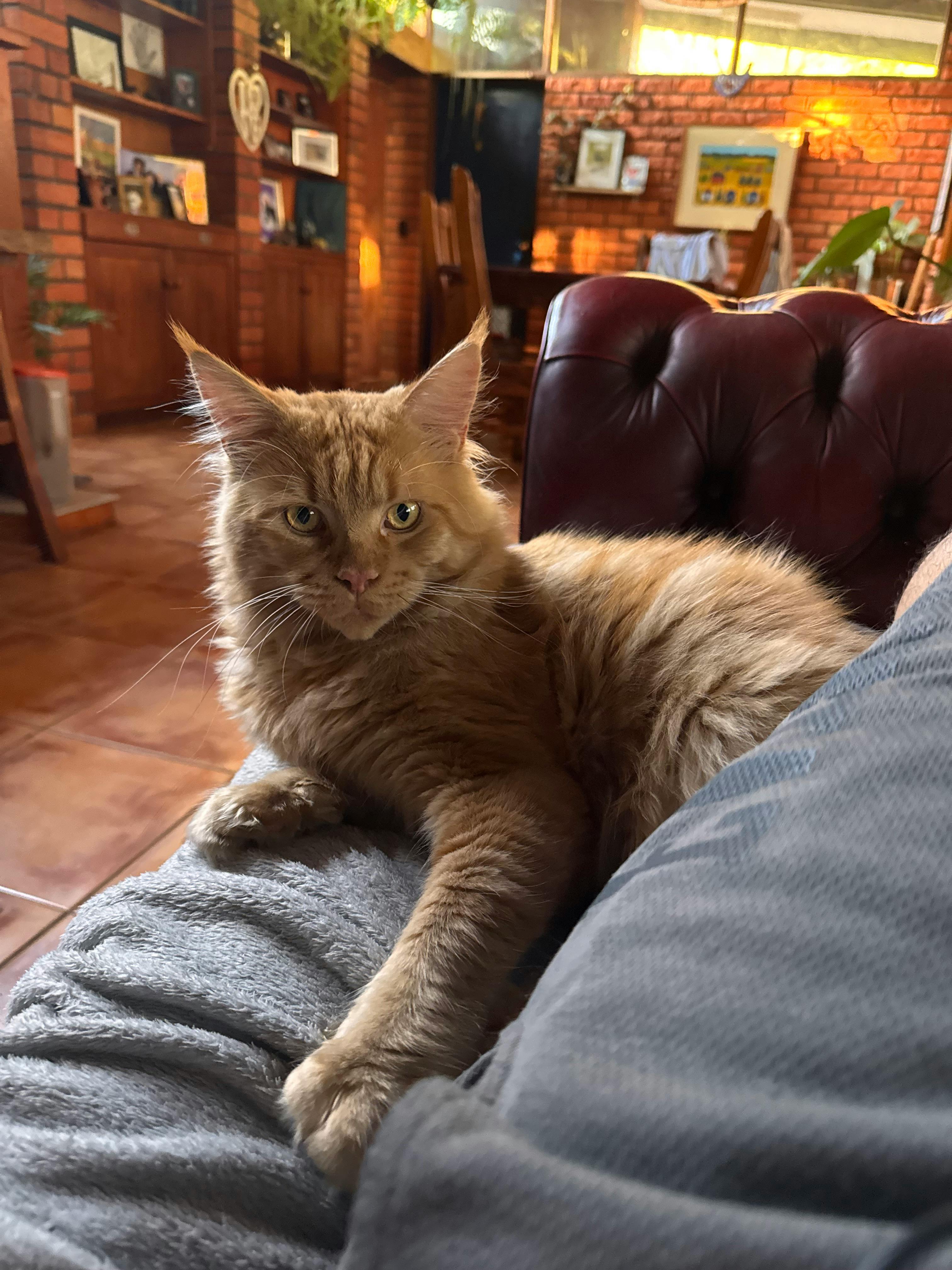 user avatar image for Horgonius