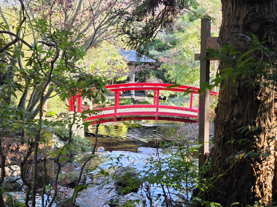 a photo of a bridge framed by trees in Hobart's Japanese section of the botanical gardens