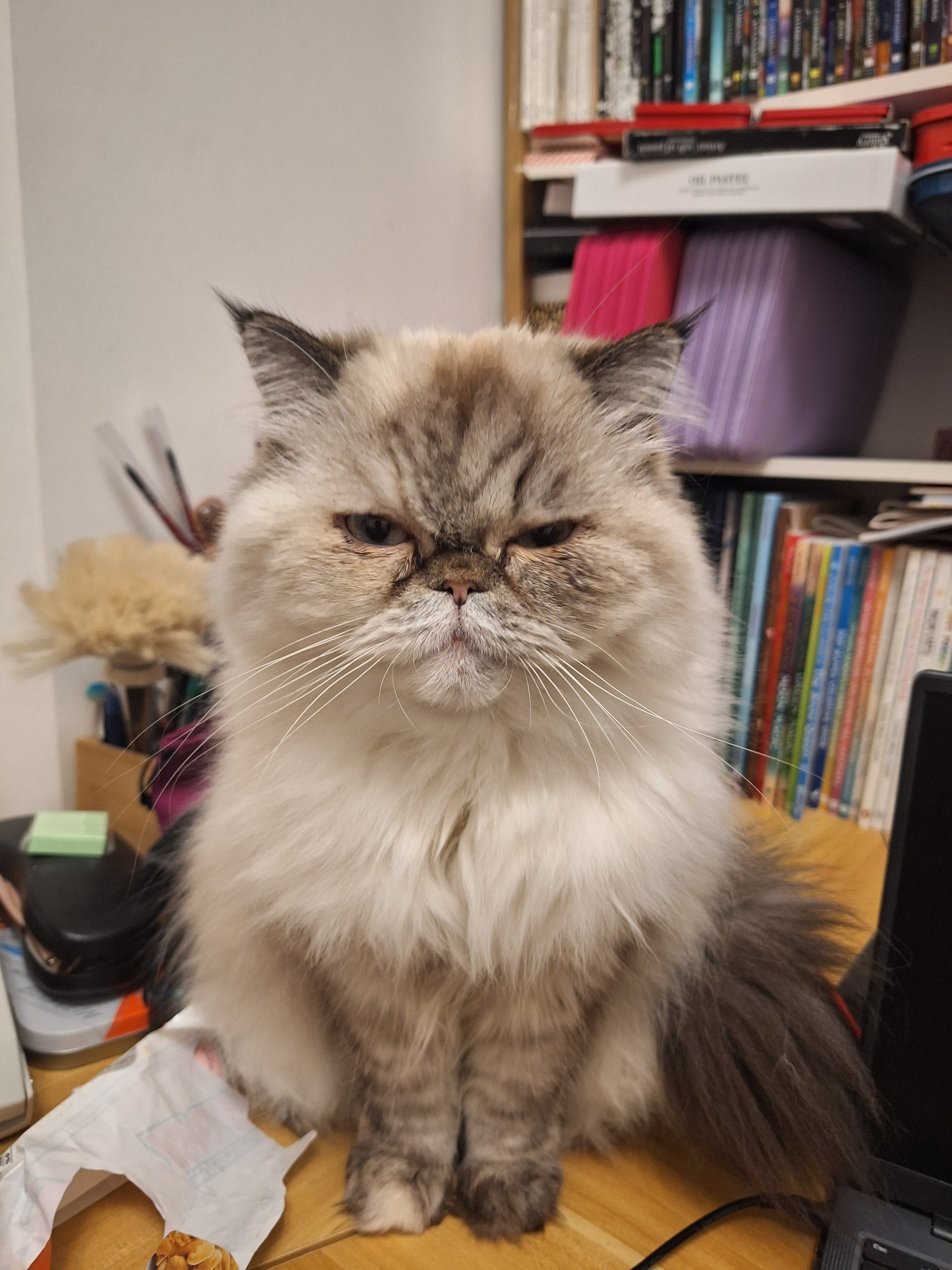 user avatar image for elaine