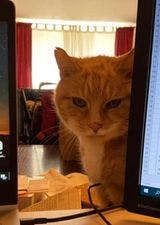 user avatar image for Mark Francis Cato