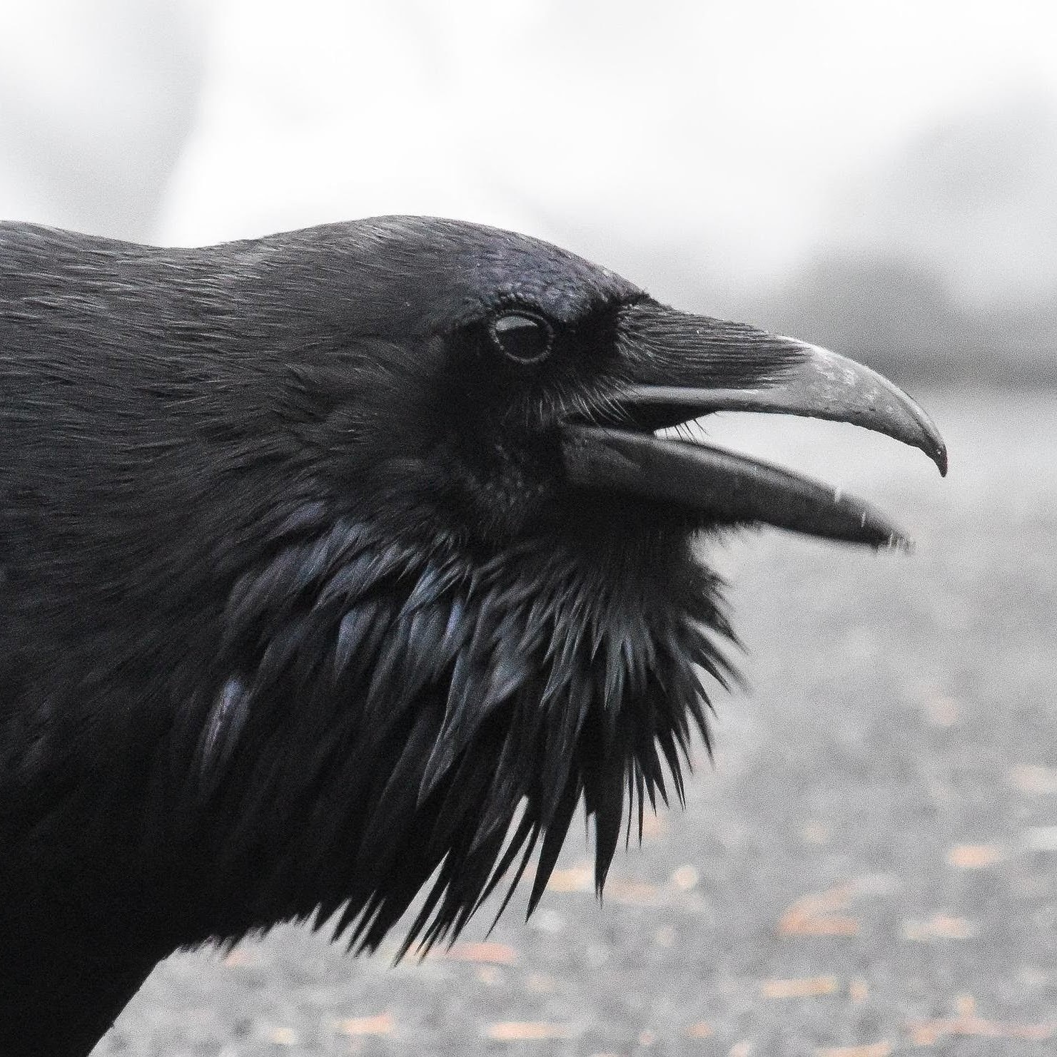 user avatar image for Vallis