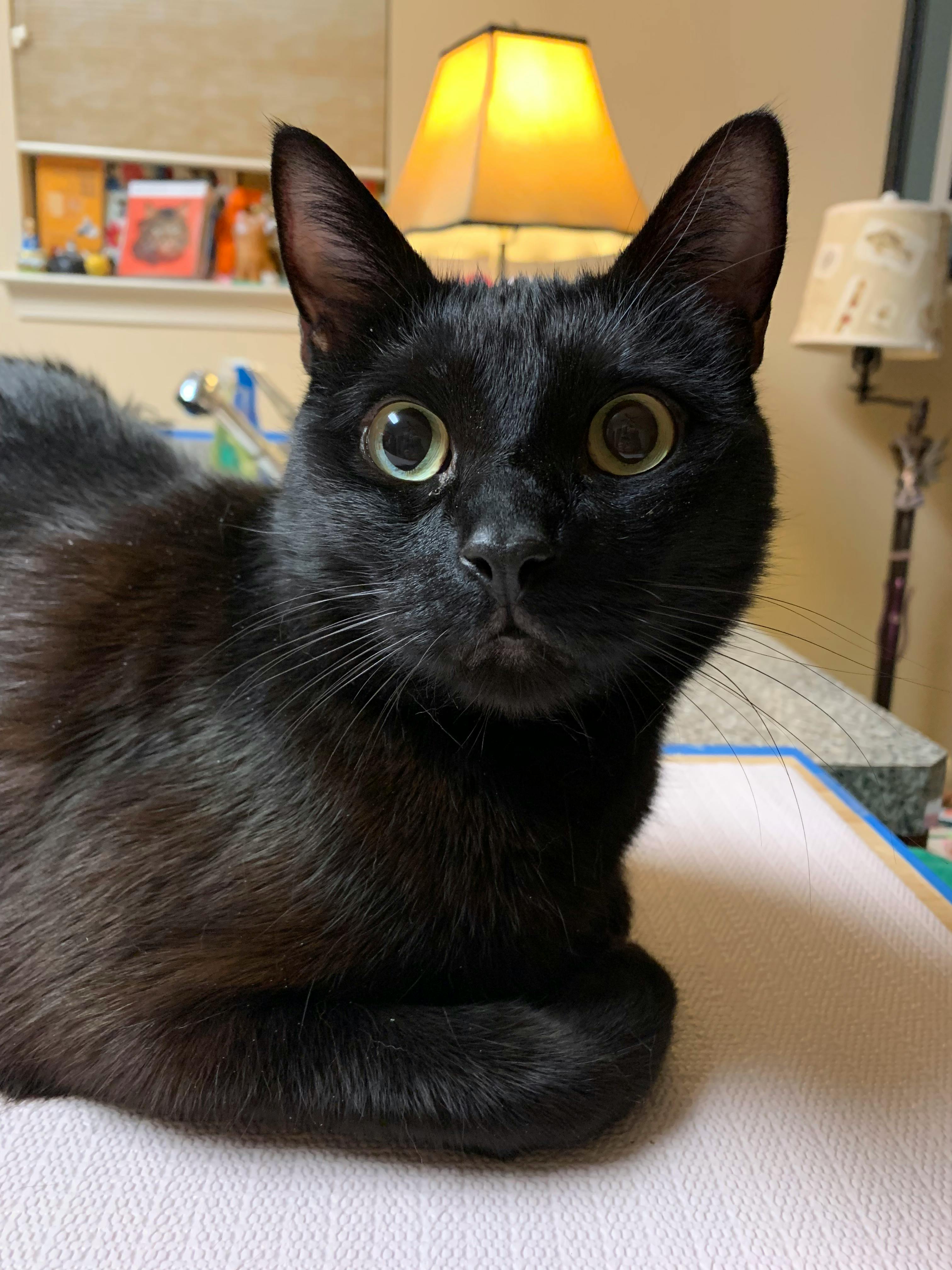 user avatar image for Dixie