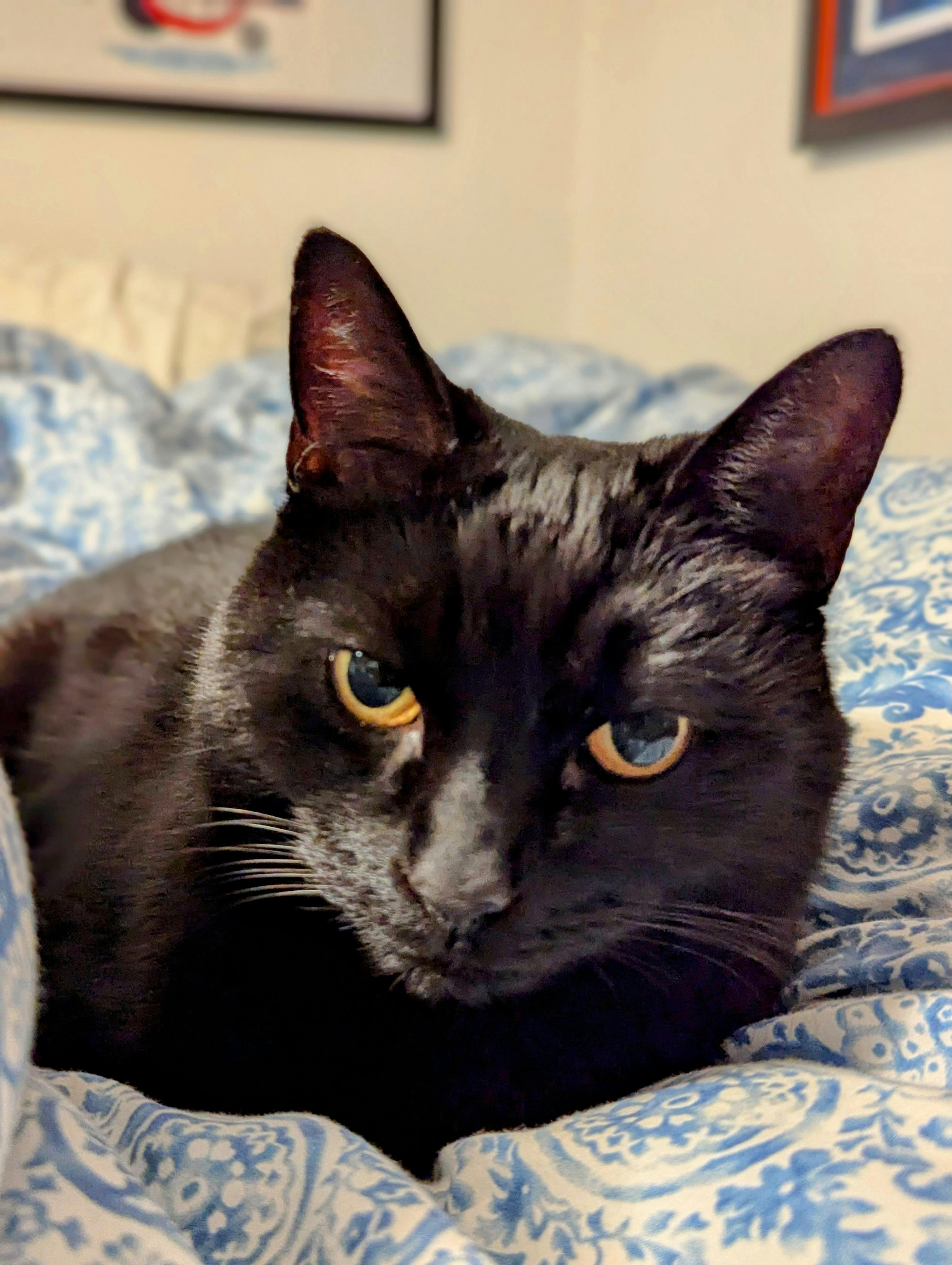 user avatar image for nonotlung