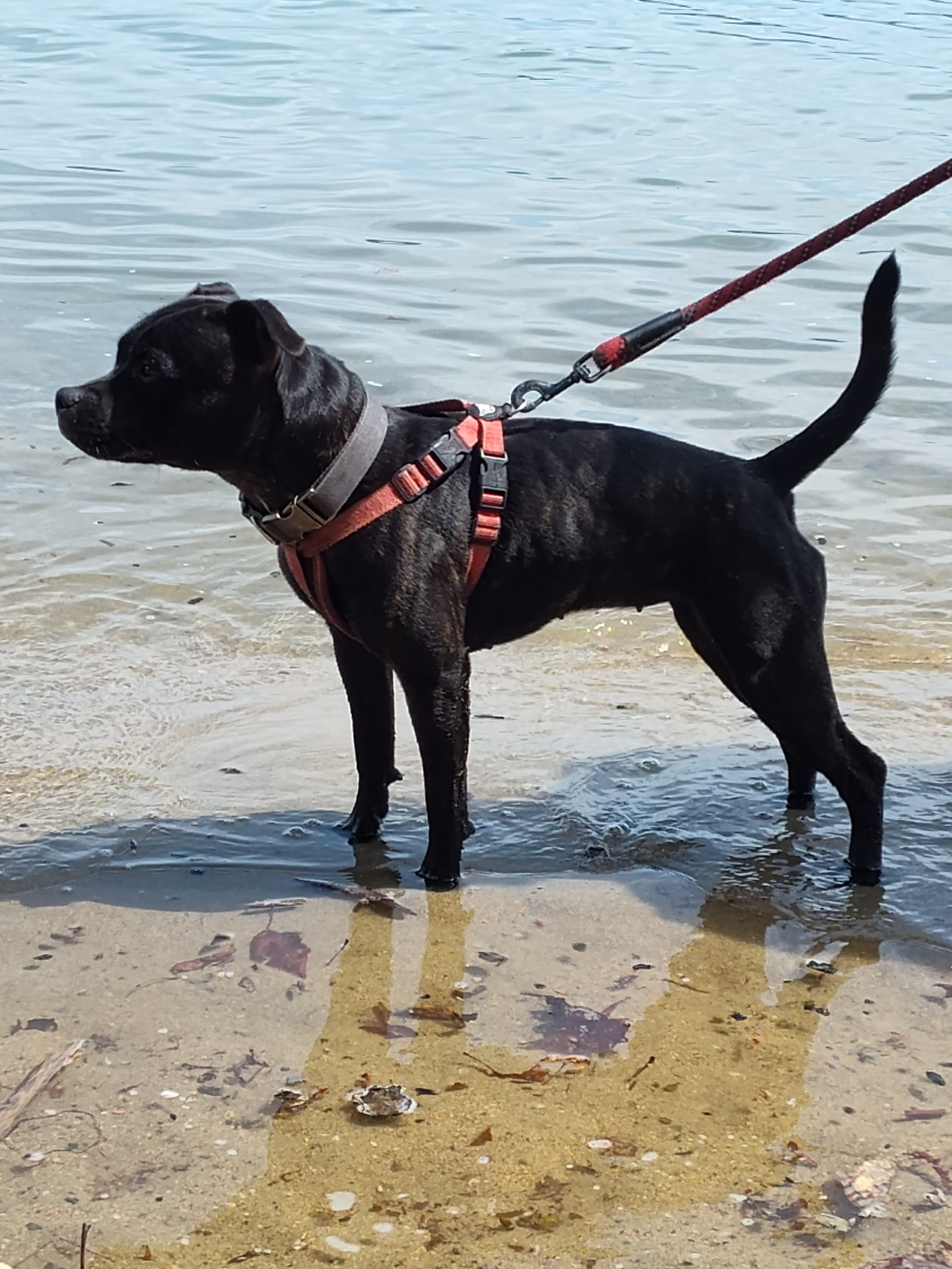 user avatar image for Bad Dog Farm 