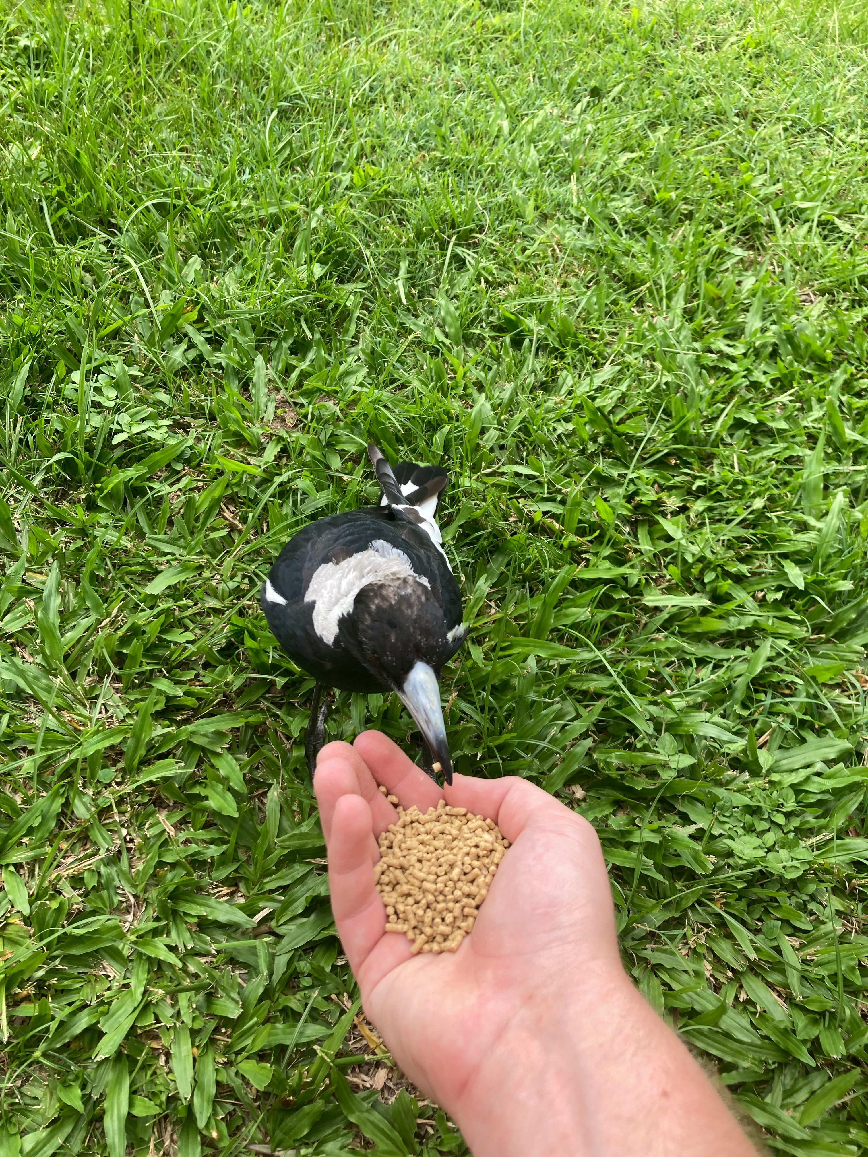 user avatar image for Danny Pipes