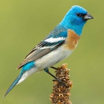 Lazuli Bunting