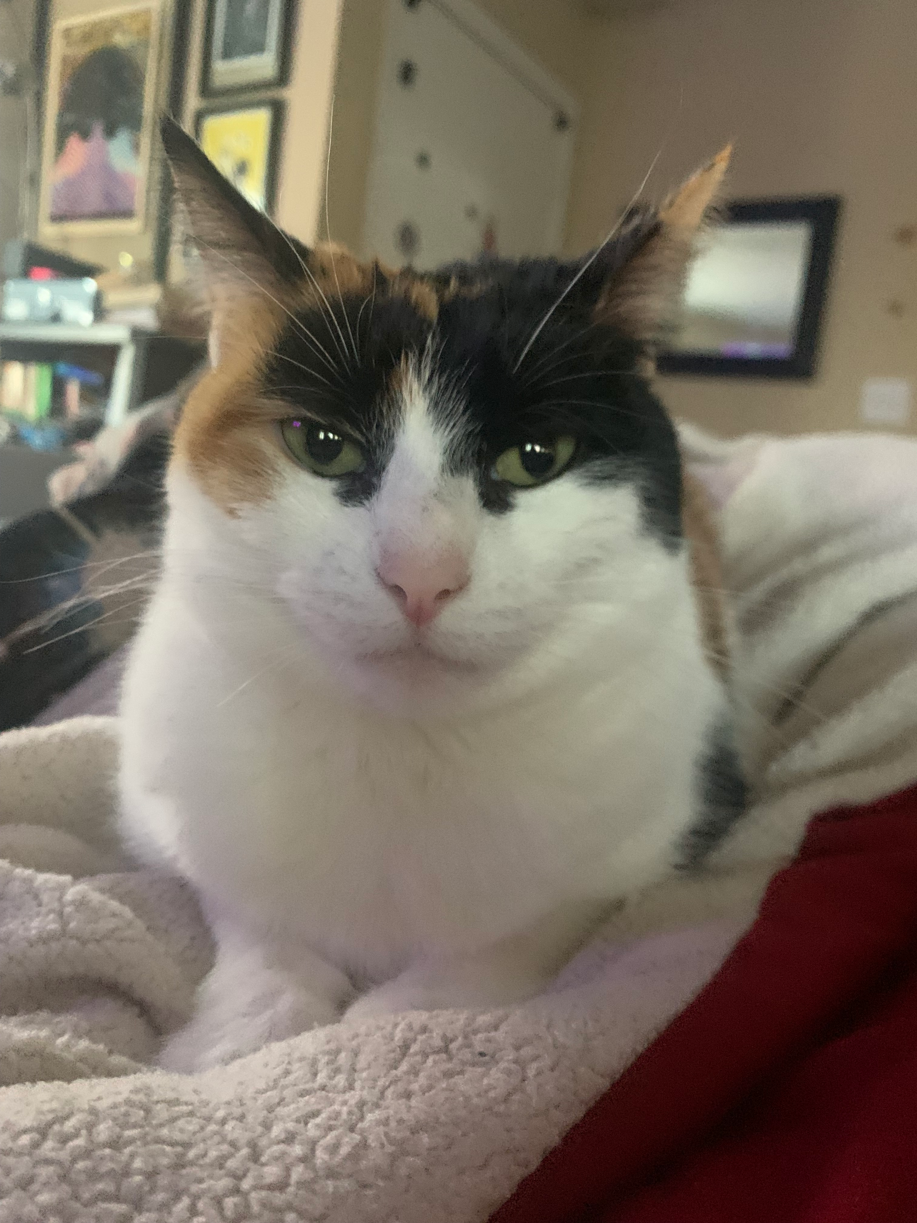 user avatar image for Mr.PotatoMan