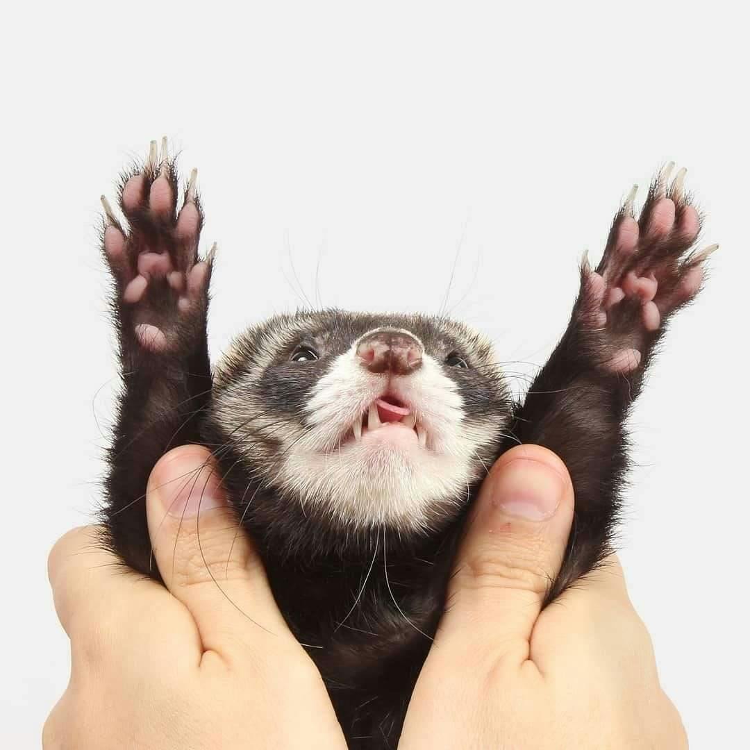 user avatar image for Ponyo