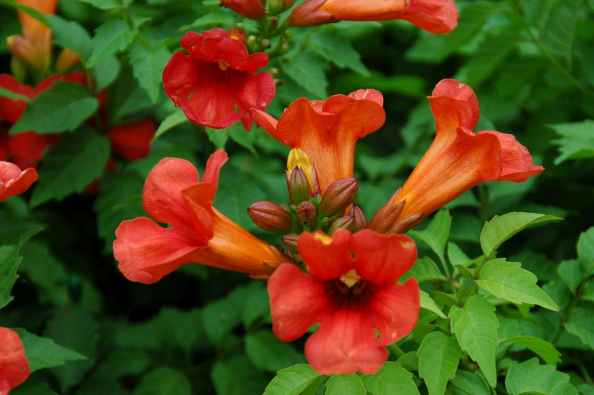 user avatar image for redwindflower