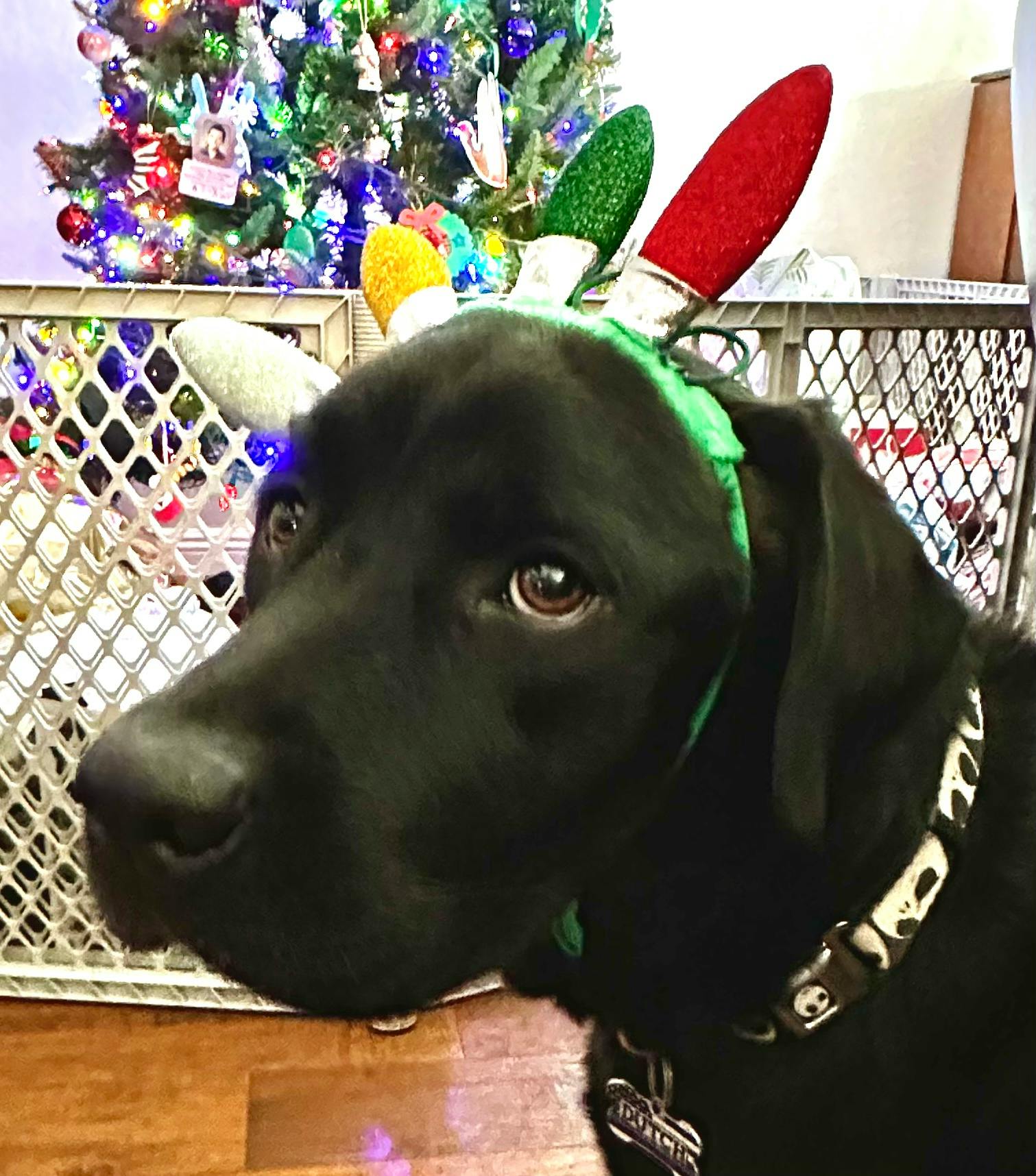 user avatar image for Jlatella2000