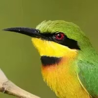 Little Bee Eater