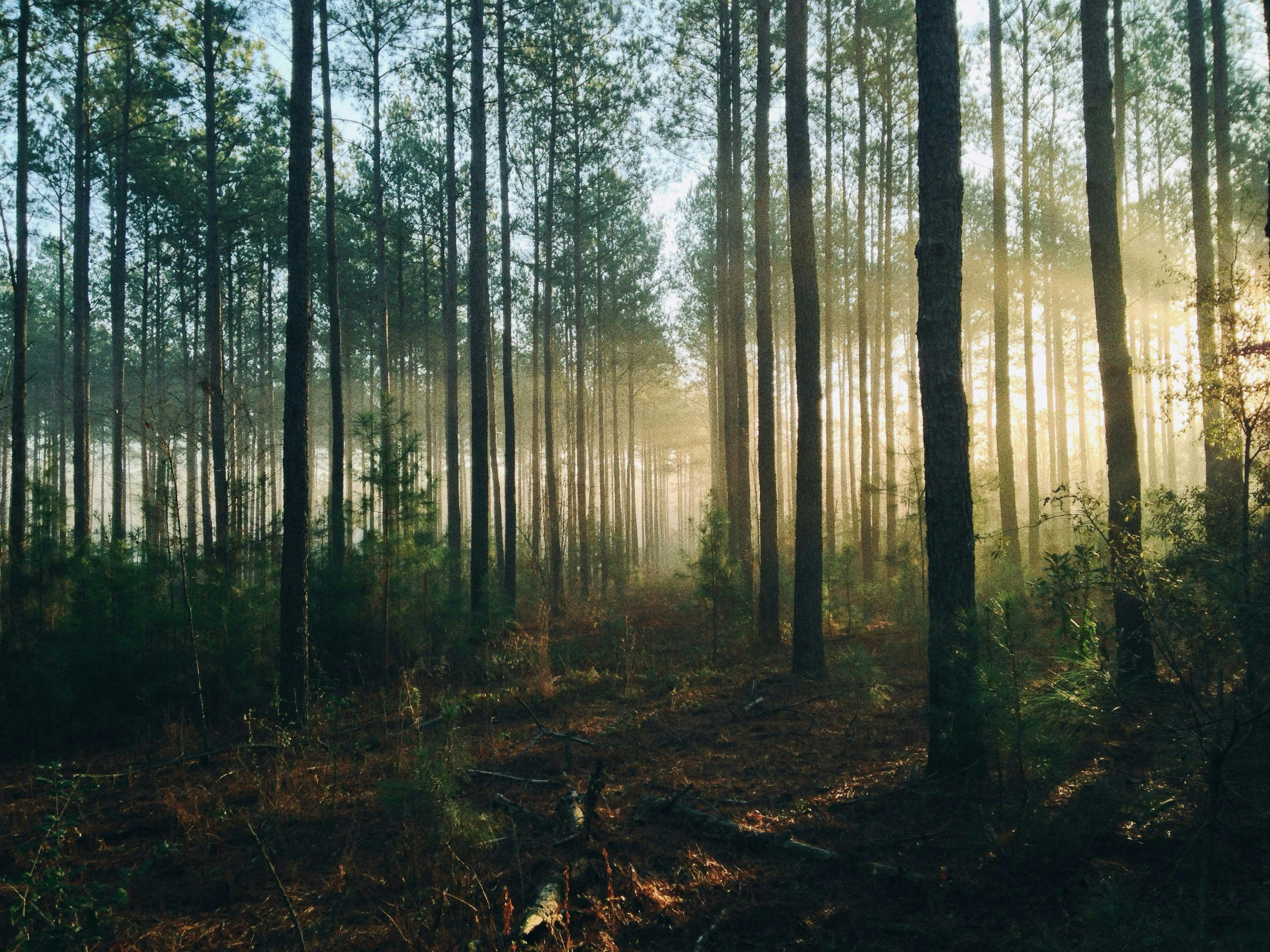Super Forest Study: carbon capture revolution