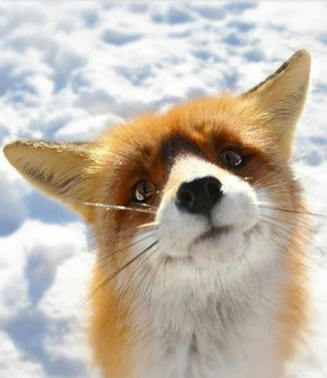 user avatar image for Foxx (in a box)