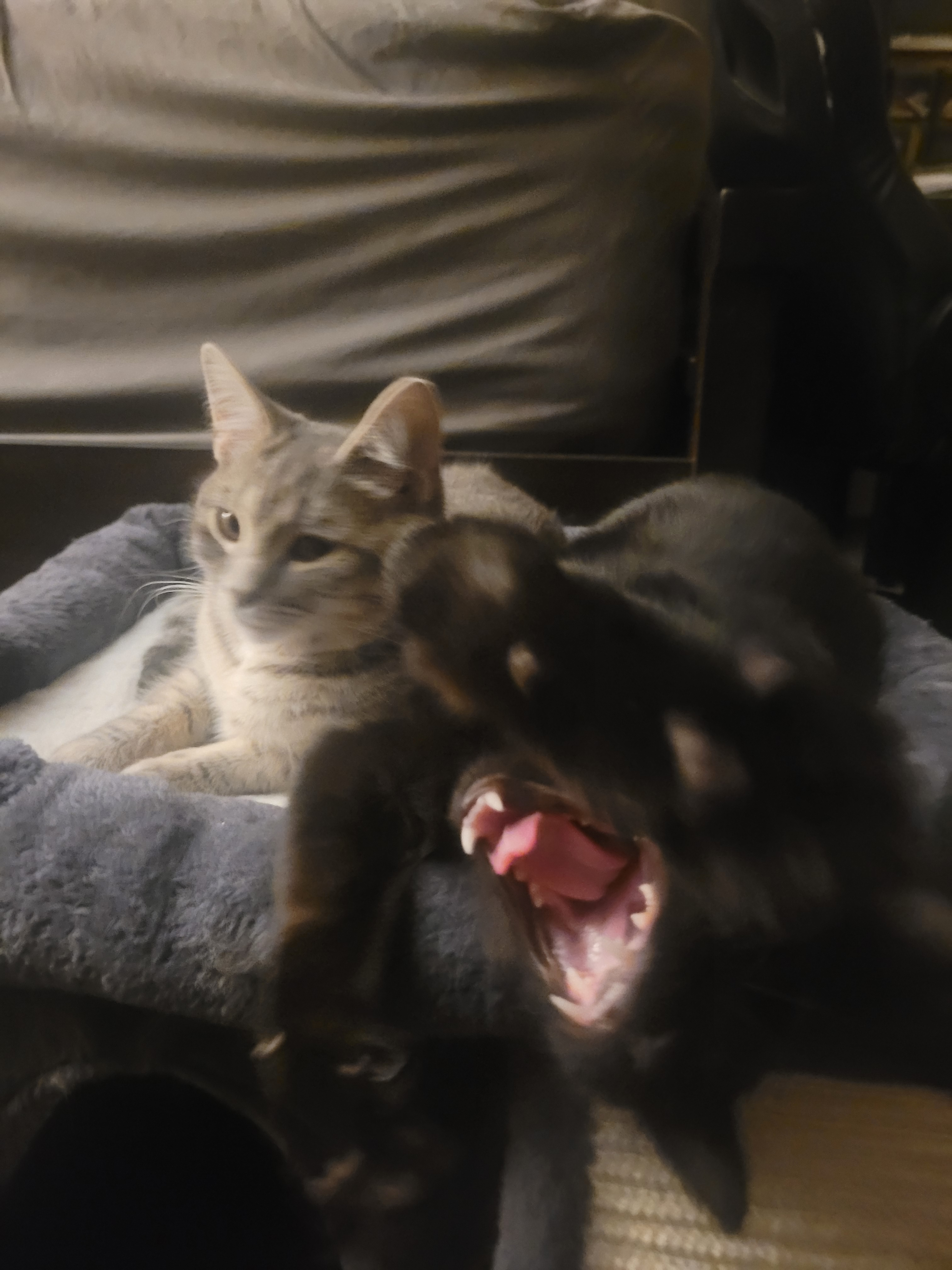 user avatar image for Dakota