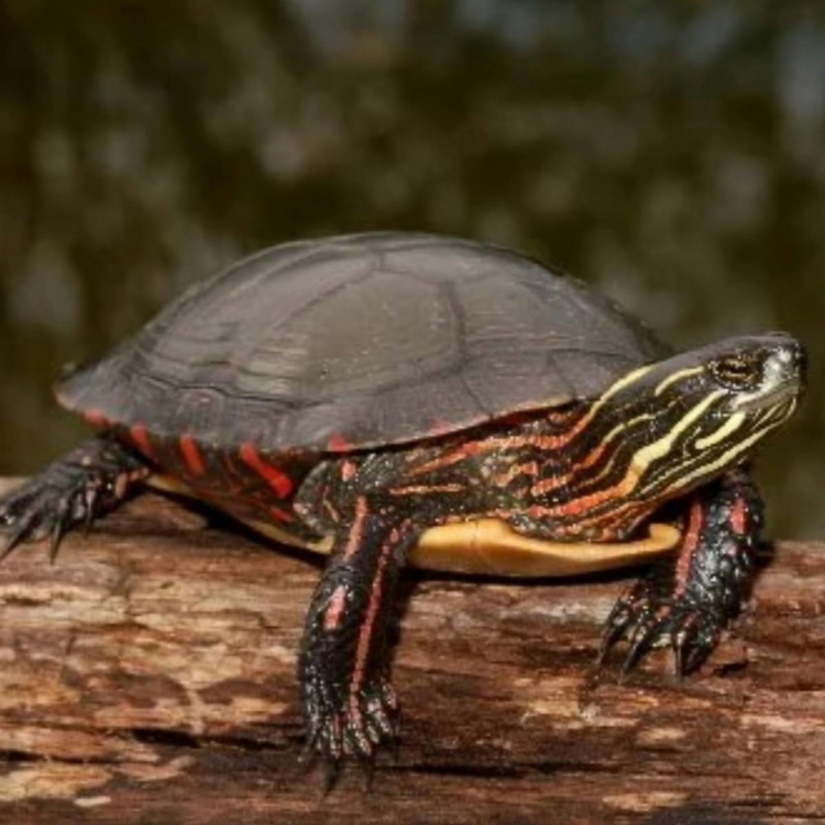 Painted Turtle