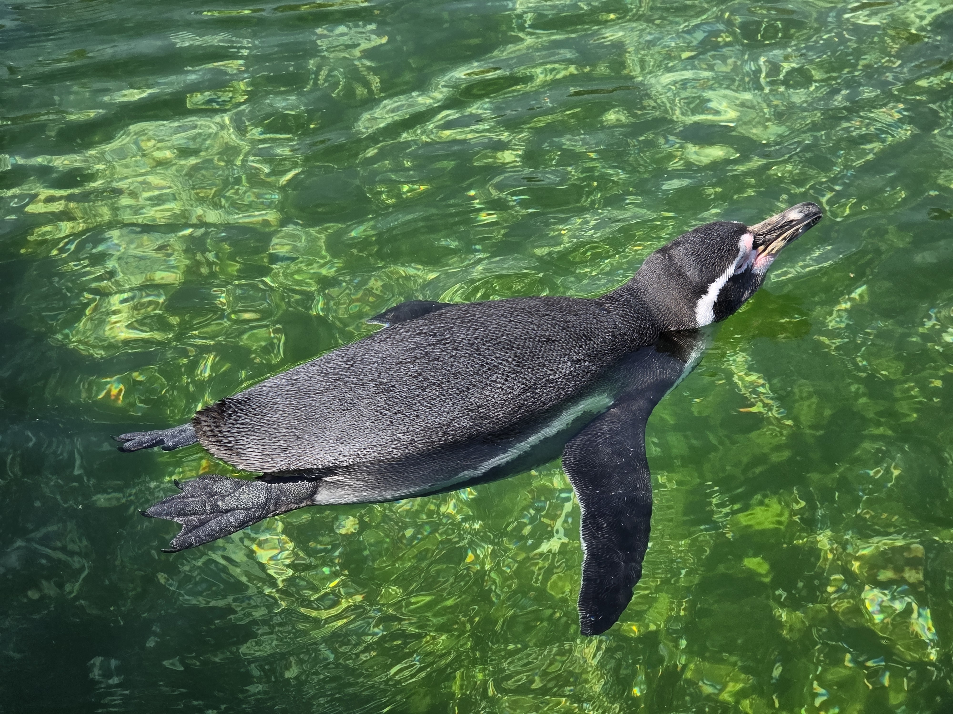 user avatar image for Myles Howard