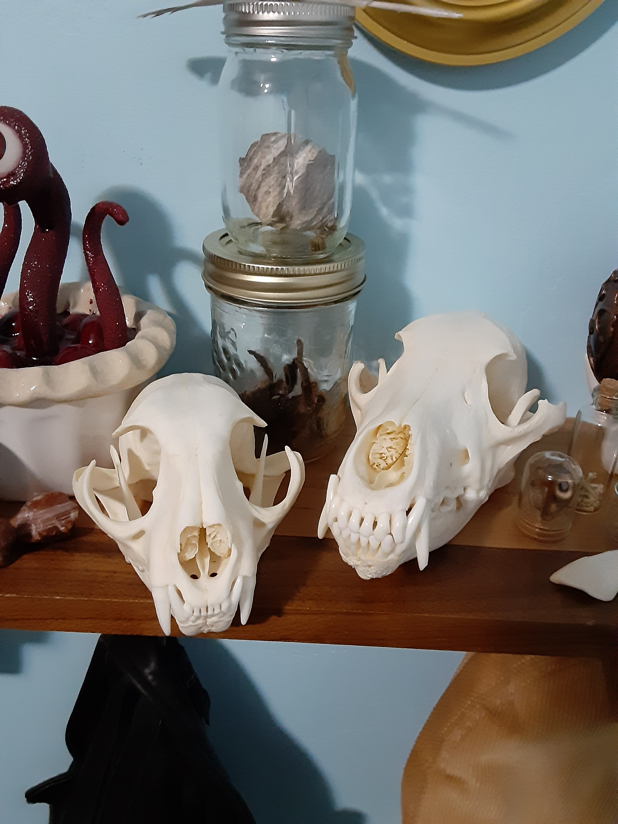 user avatar image for chaoticeviltrashdemon