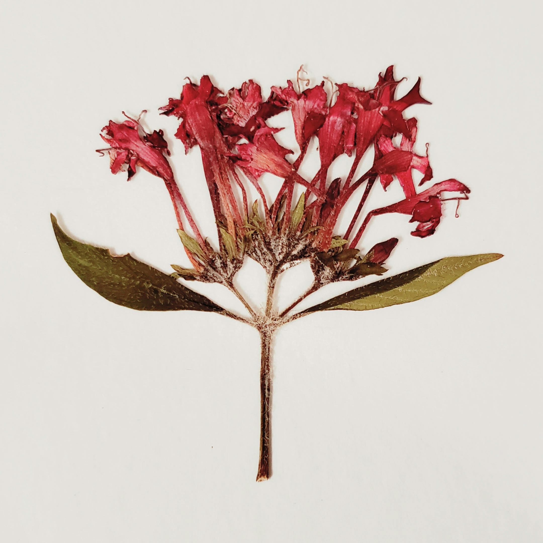 user avatar image for Melissa