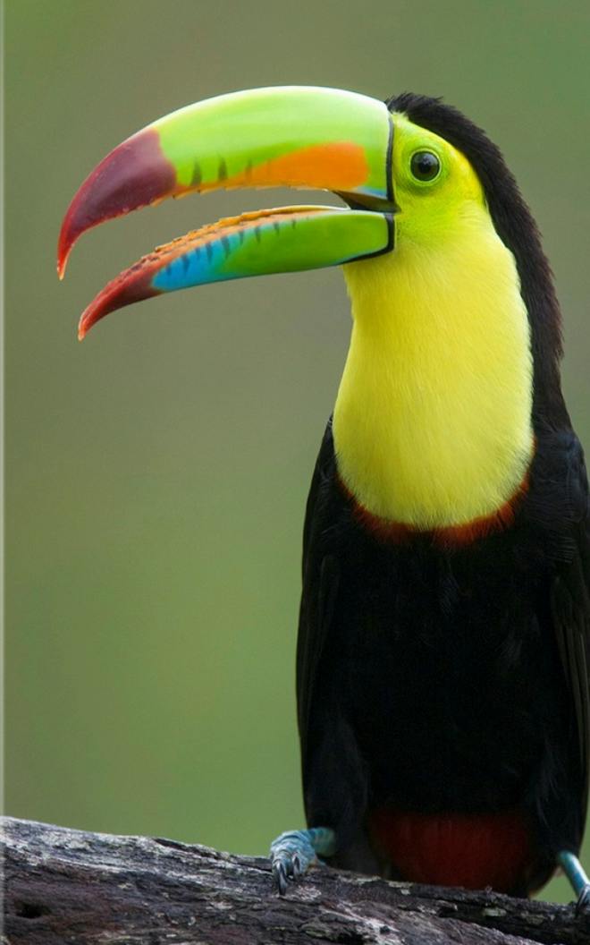 user avatar image for Anonymous Toucan 