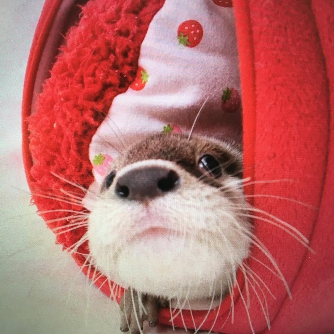 user avatar image for Otter Kaos
