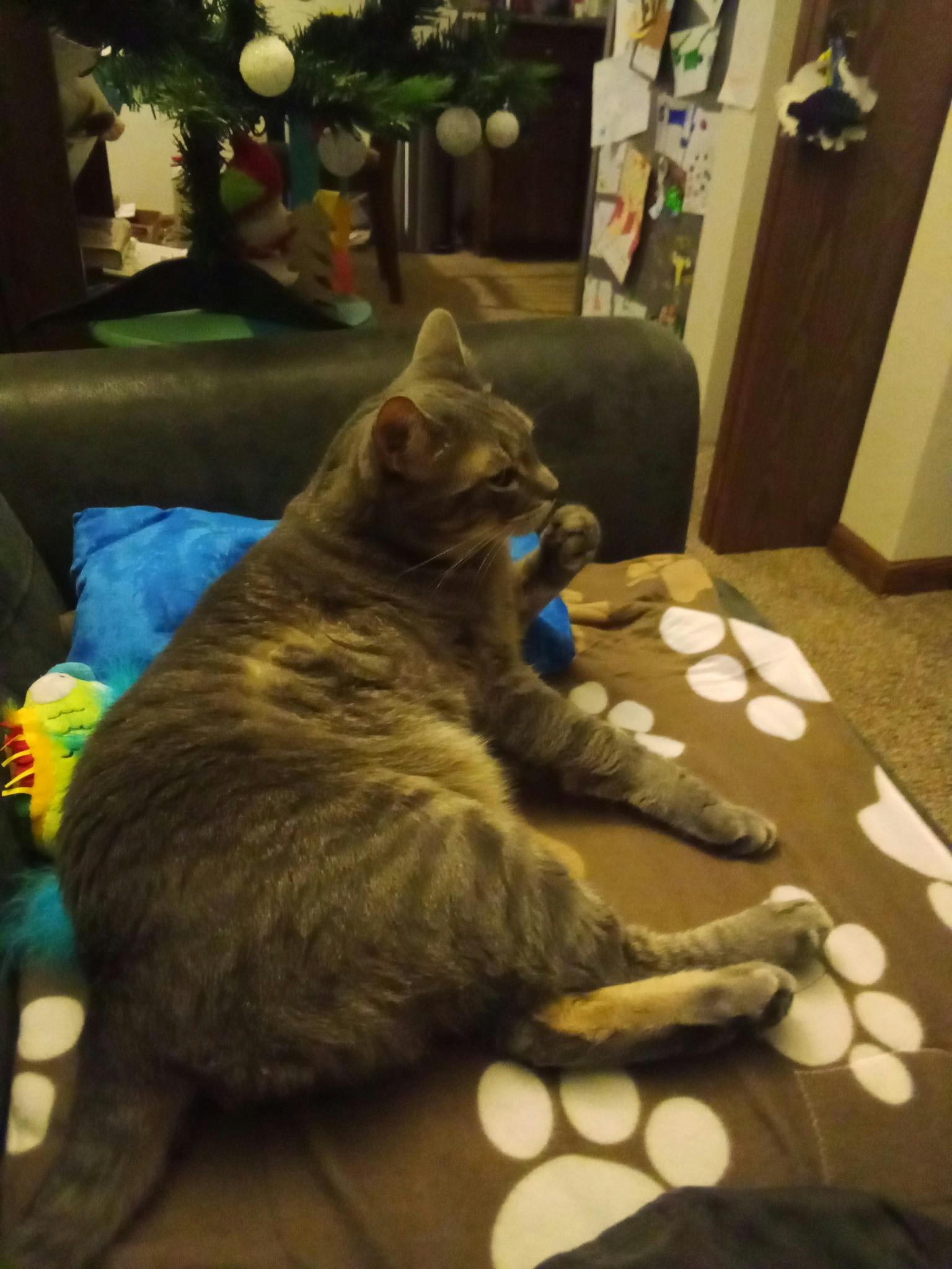 user avatar image for Nicholas Perez