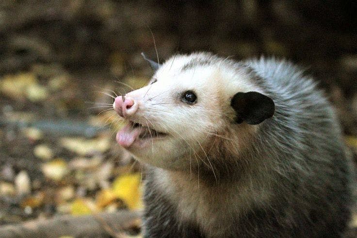 user avatar image for freckledartea