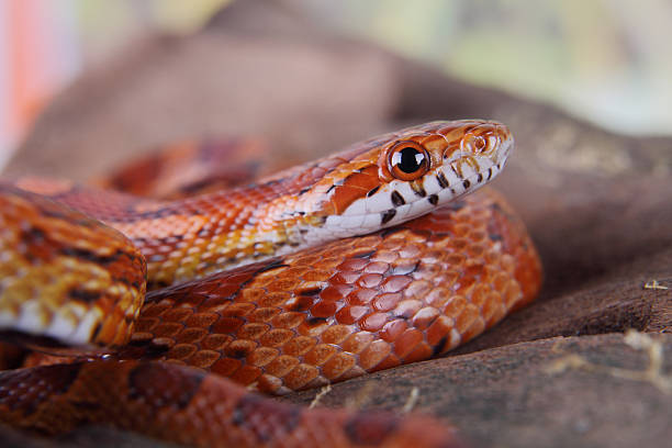 user avatar image for TheCornSnake