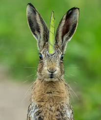 user avatar image for Flux