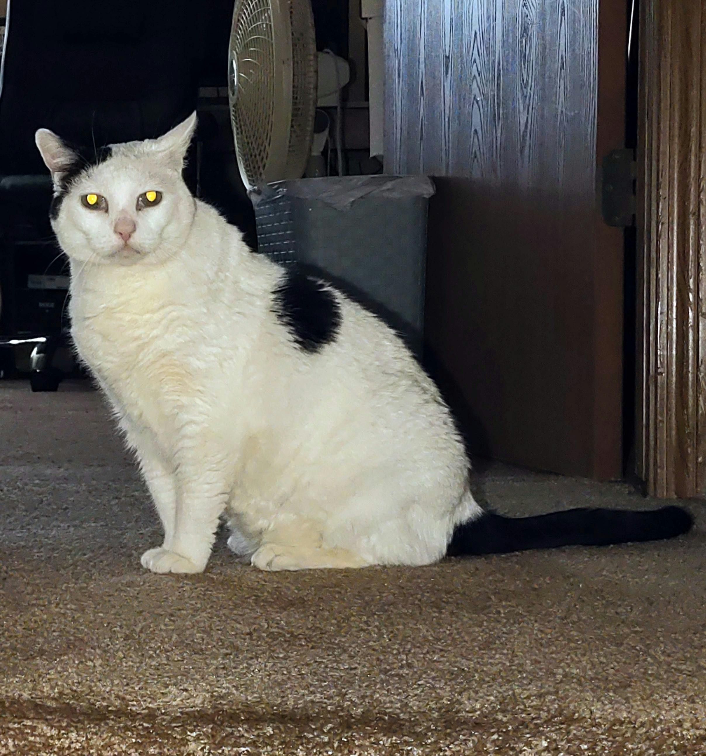 user avatar image for Whilt