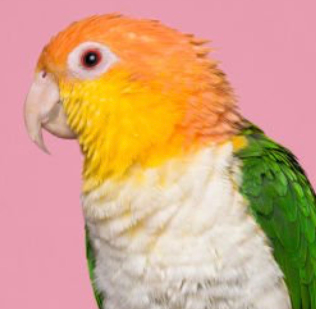Caique