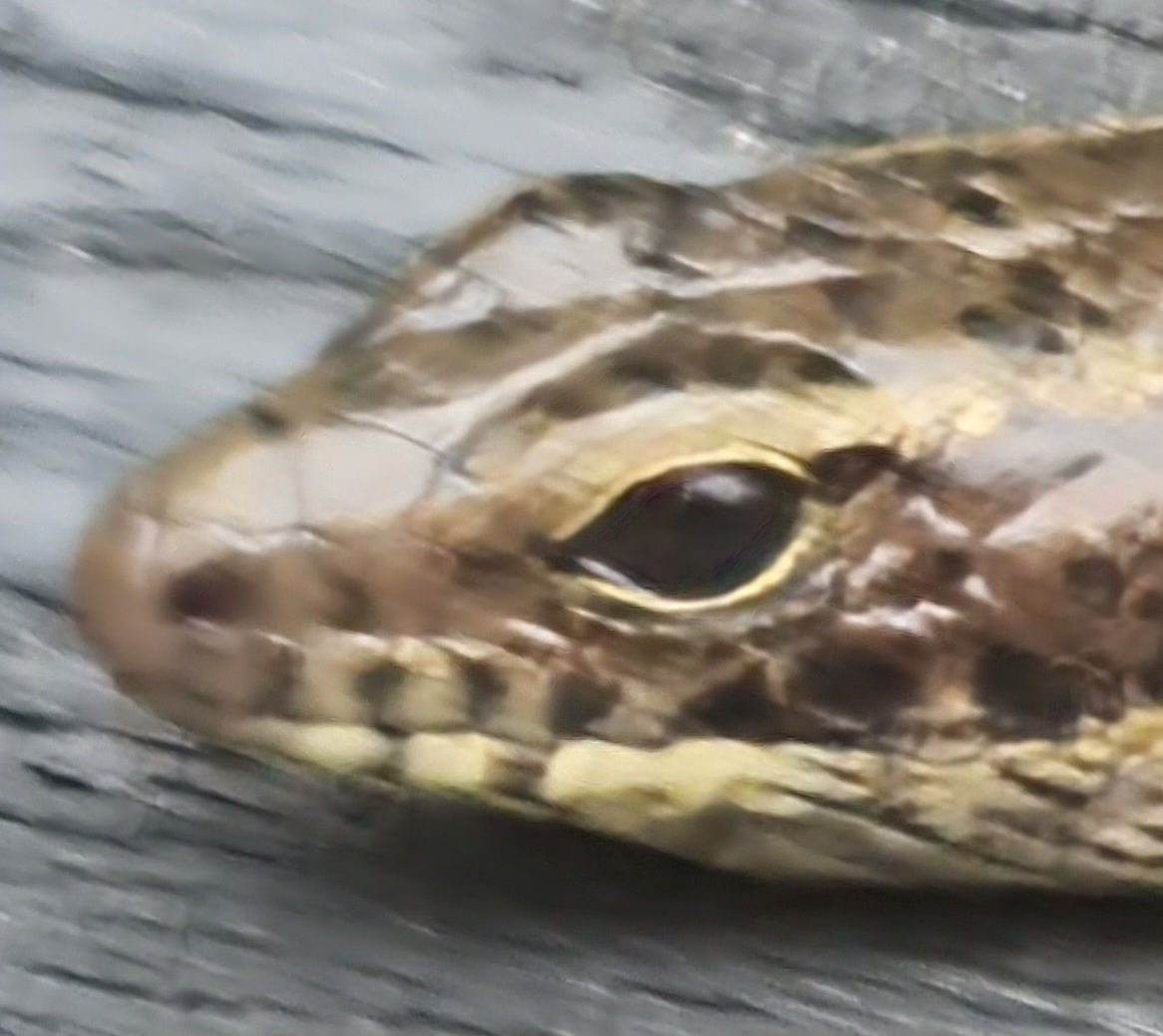 user avatar image for Jas