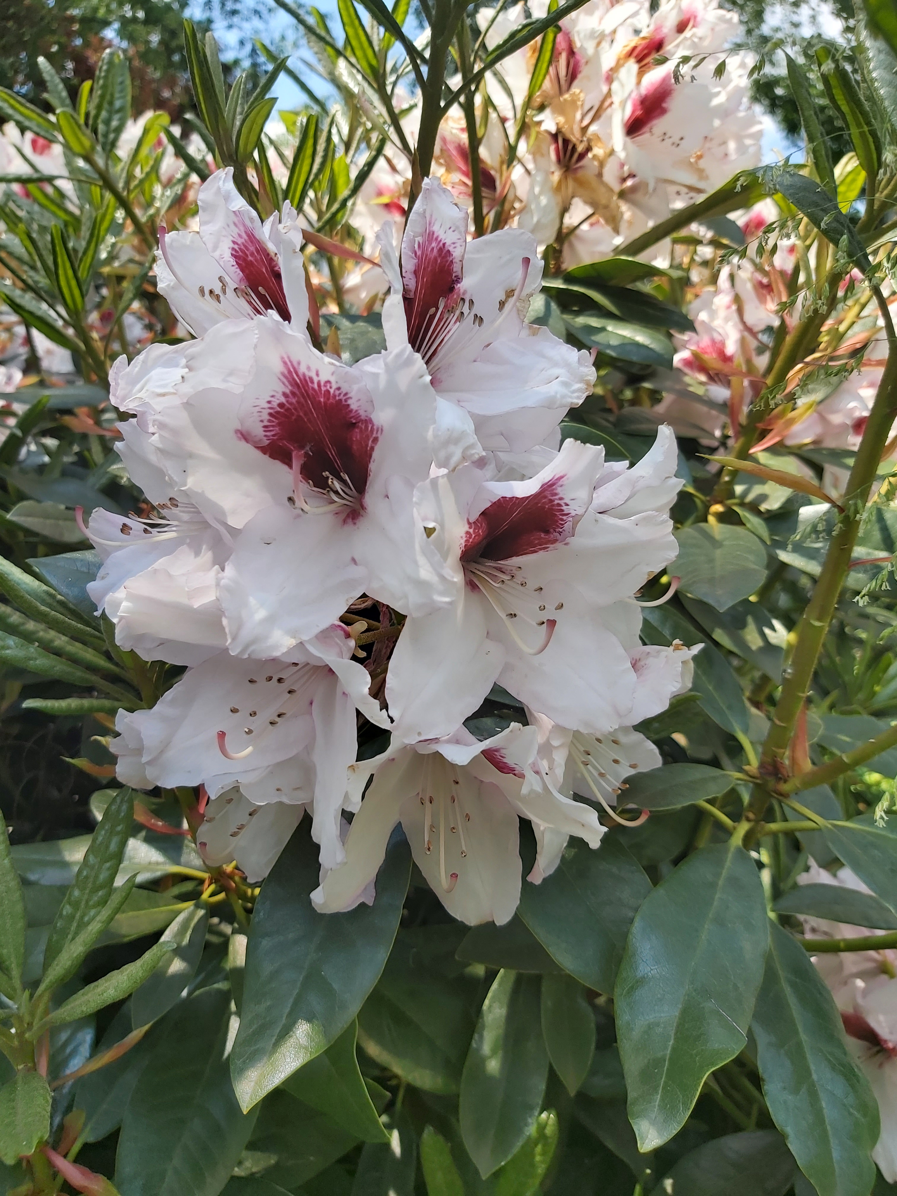 user avatar image for Auracia