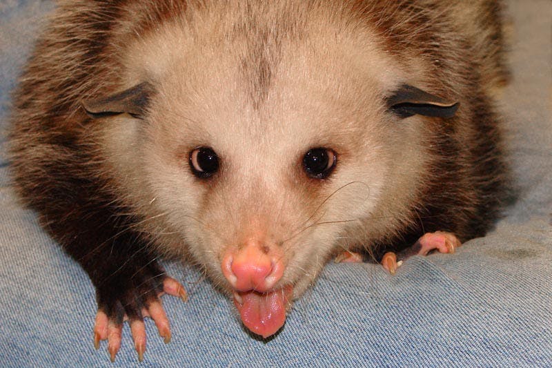 user avatar image for Weresheep of Sin