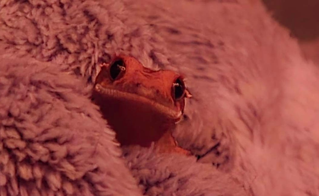 user avatar image for Icarus 