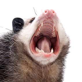 user avatar image for Ripley Riley