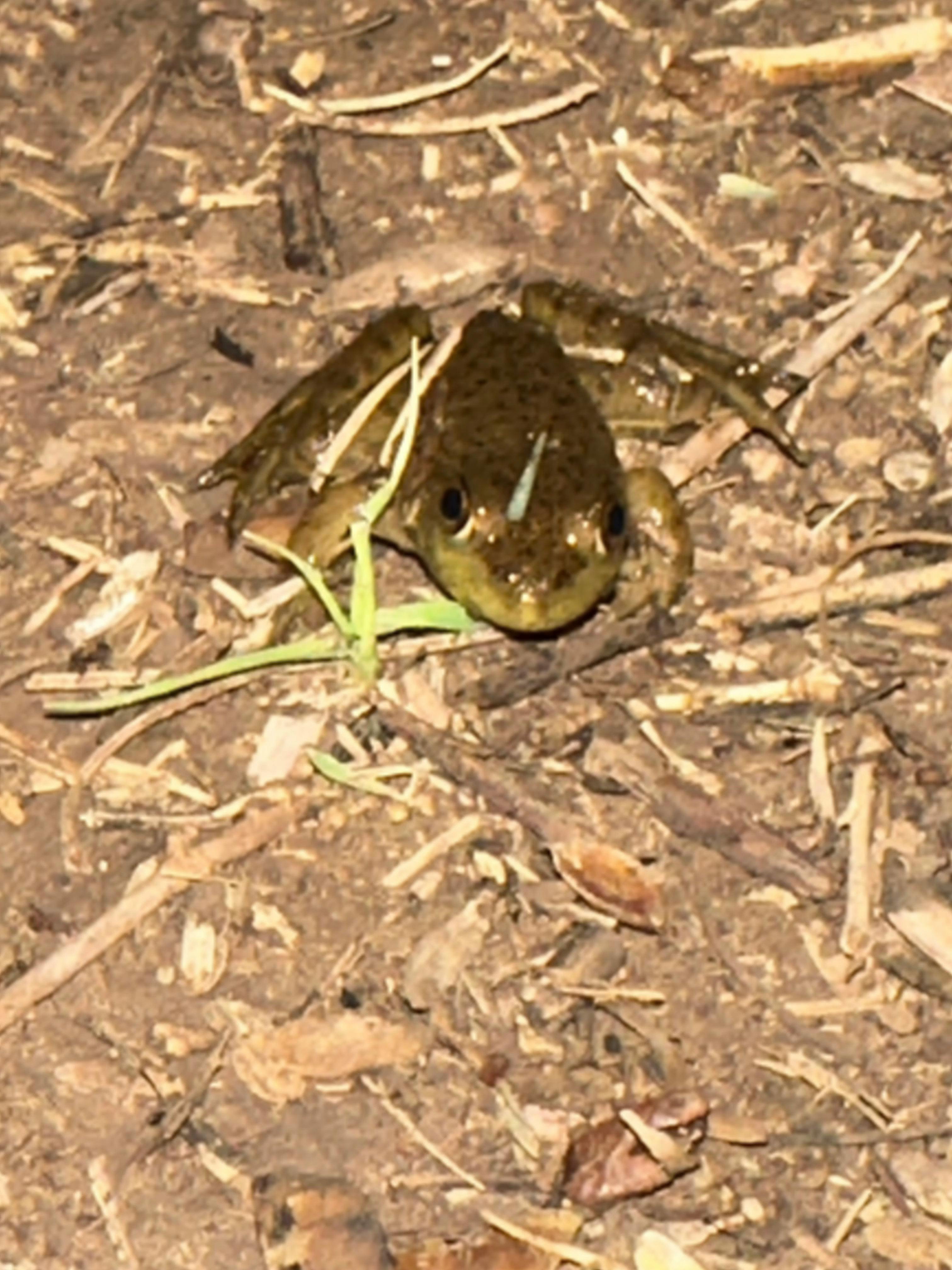 user avatar image for Raraybur