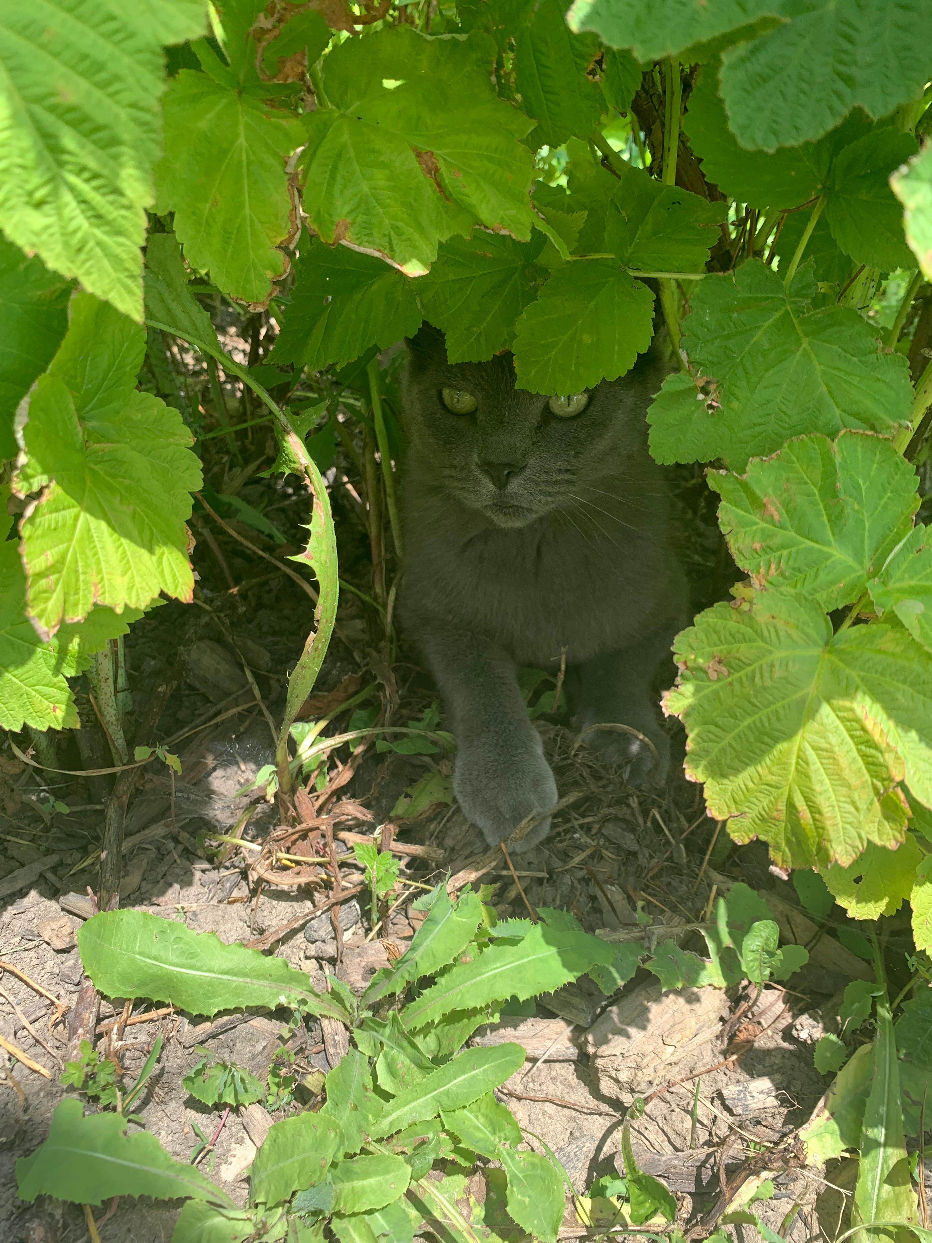 user avatar image for Shads