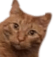 user avatar image for Ari